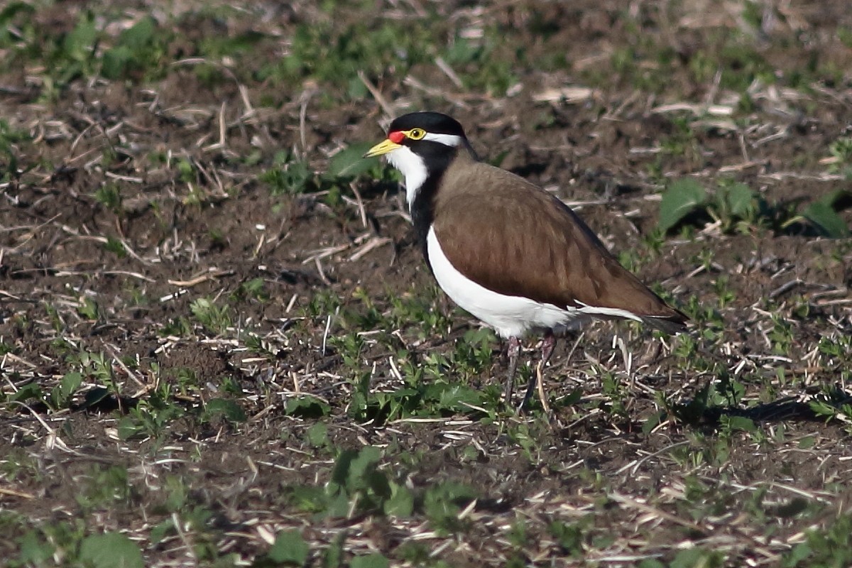 Banded Lapwing - Leigh Pieterse