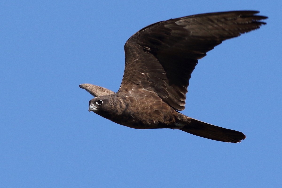 Black Falcon - Leigh Pieterse