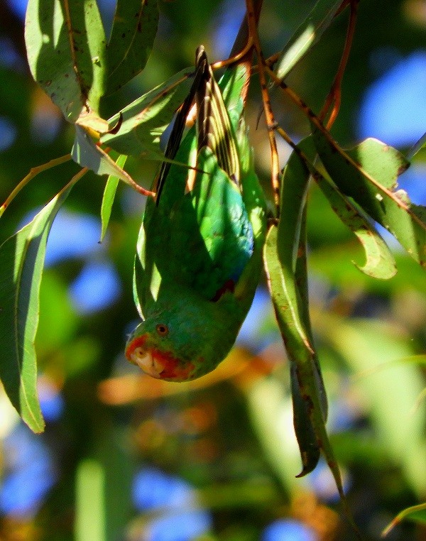 Swift Parrot - stephen gallivan