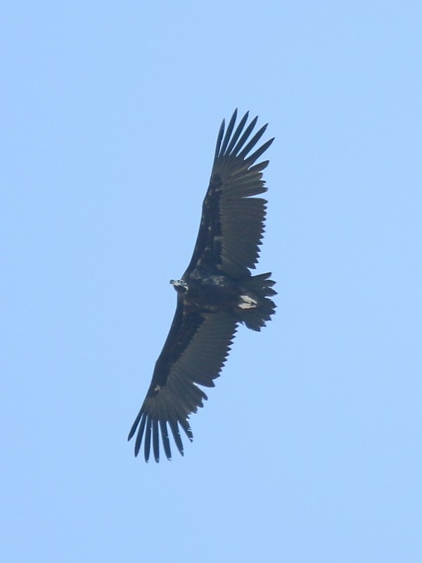 Cinereous Vulture - ML106311681