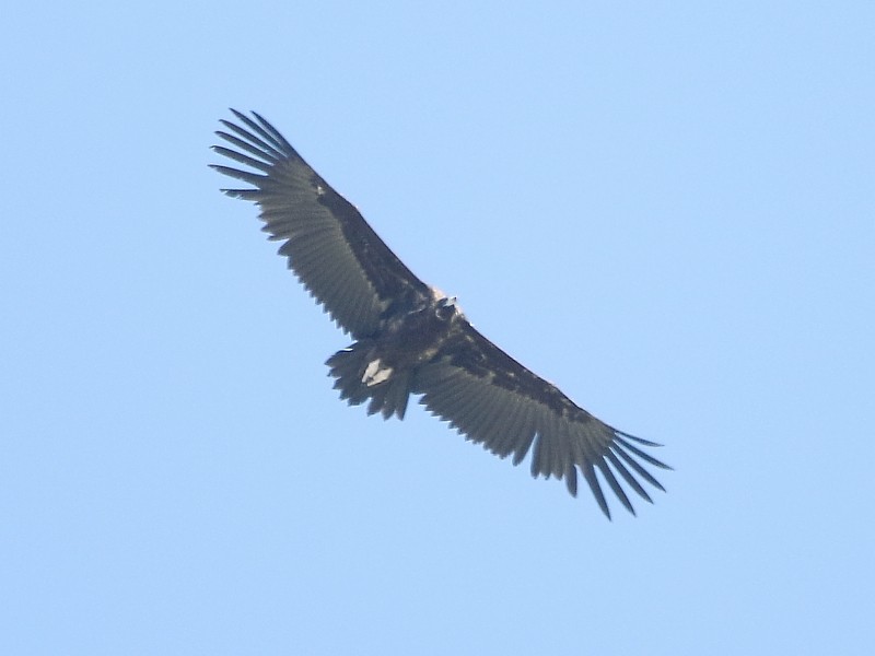 Cinereous Vulture - ML106311701
