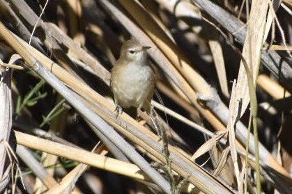 Common Reed Warbler (African) - Troy Blodgett
