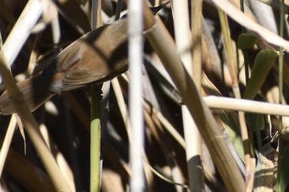 Common Reed Warbler (African) - Troy Blodgett