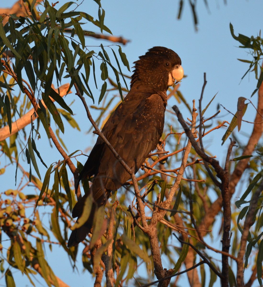 Red-tailed Black-Cockatoo - Ron Sawyer