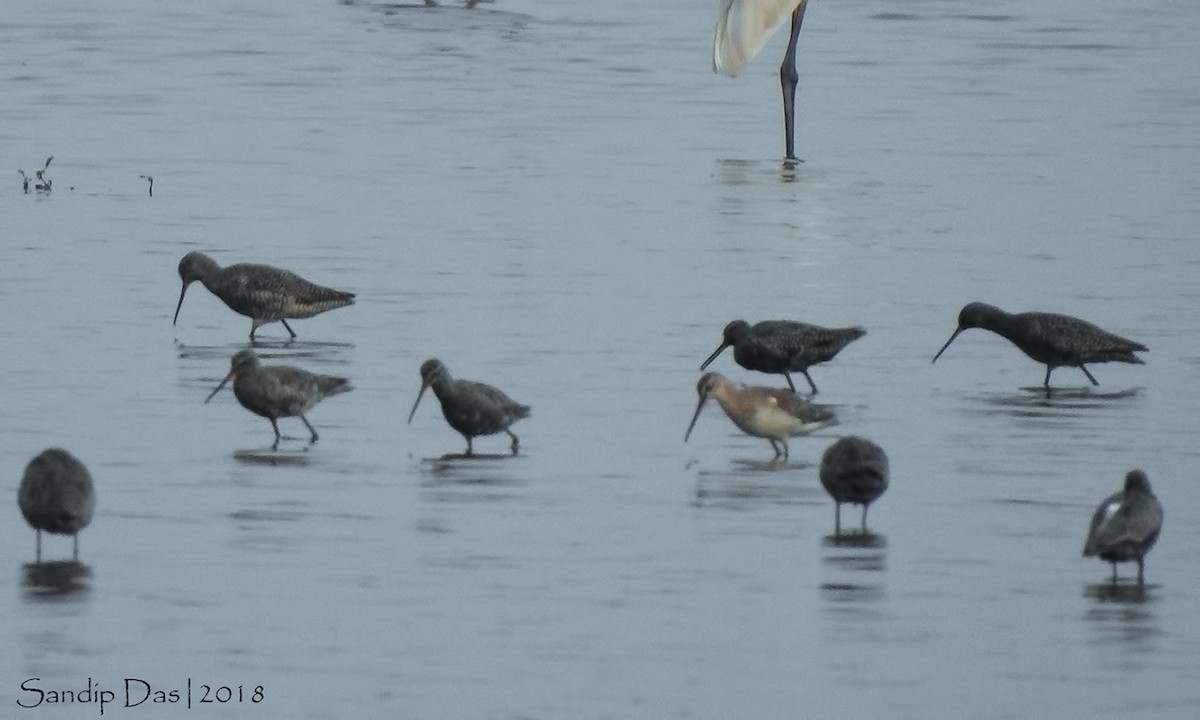 Spotted Redshank - ML106313781