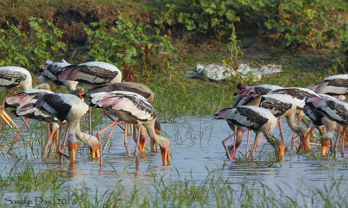 Painted Stork - Sandip Das
