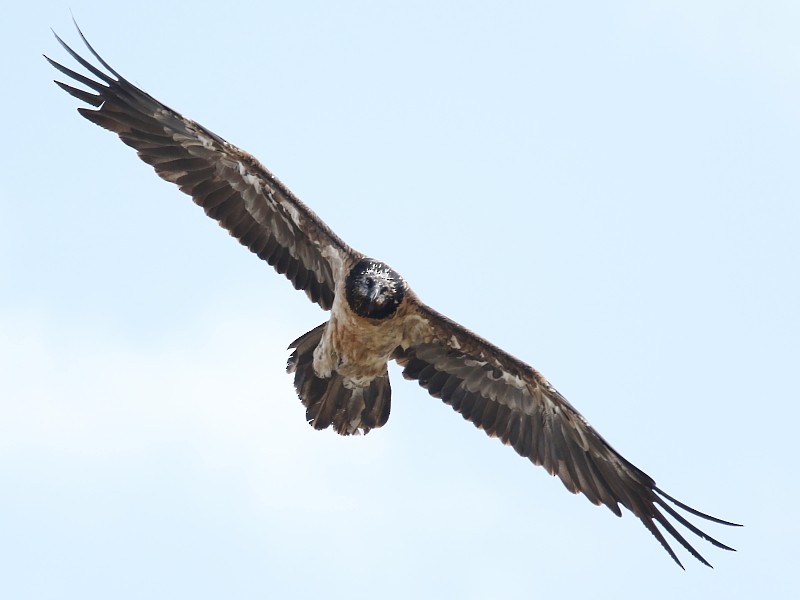 Bearded Vulture (Eurasian) - ML106314761