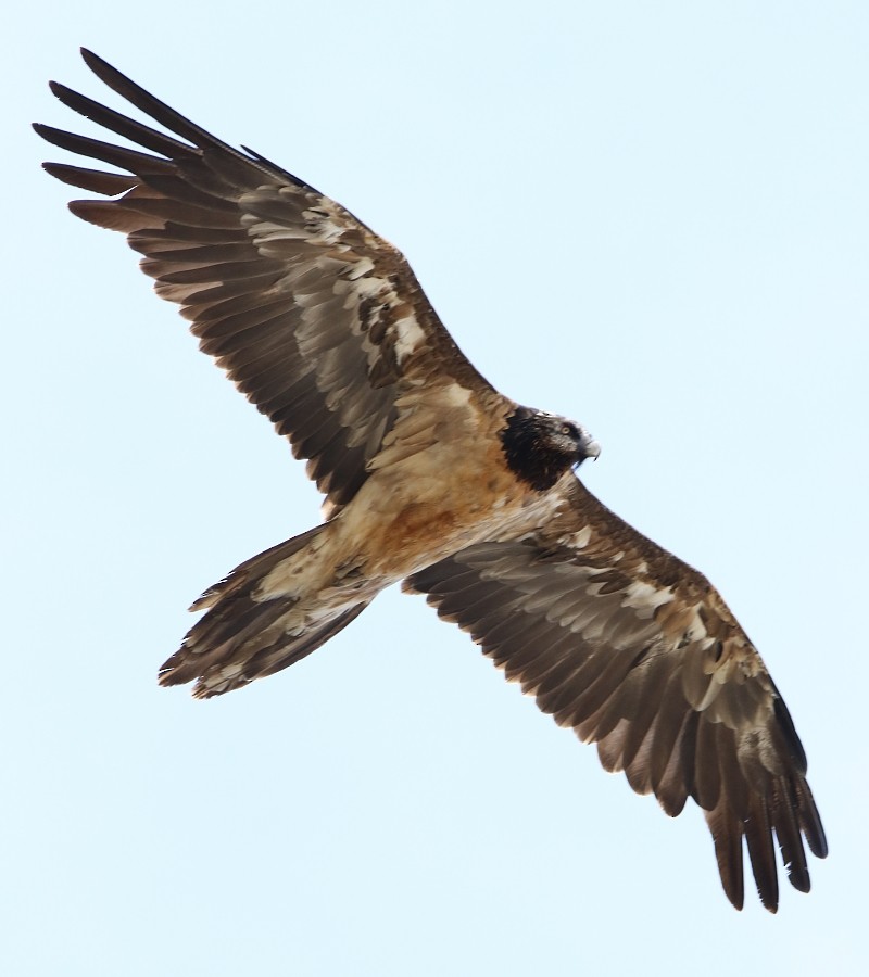 Bearded Vulture (Eurasian) - ML106314791