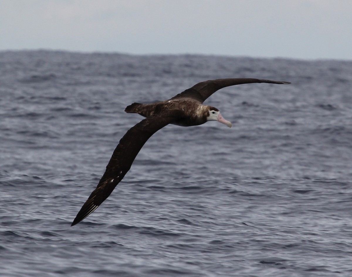 Antipodean Albatross (New Zealand) - Niel Bruce