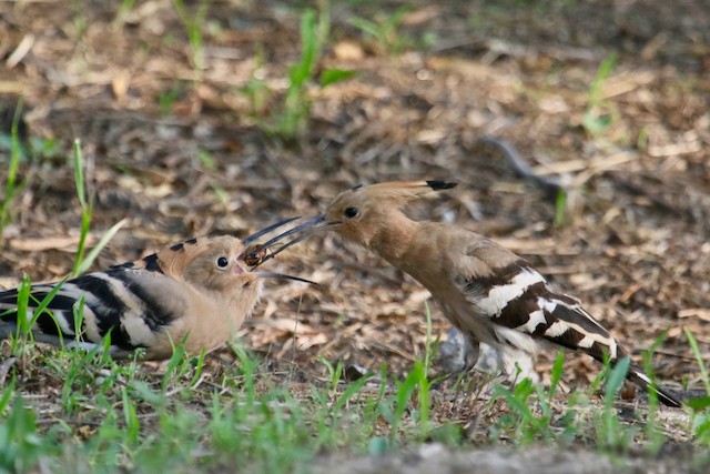 Adult feeding fledgling. - Eurasian Hoopoe - 