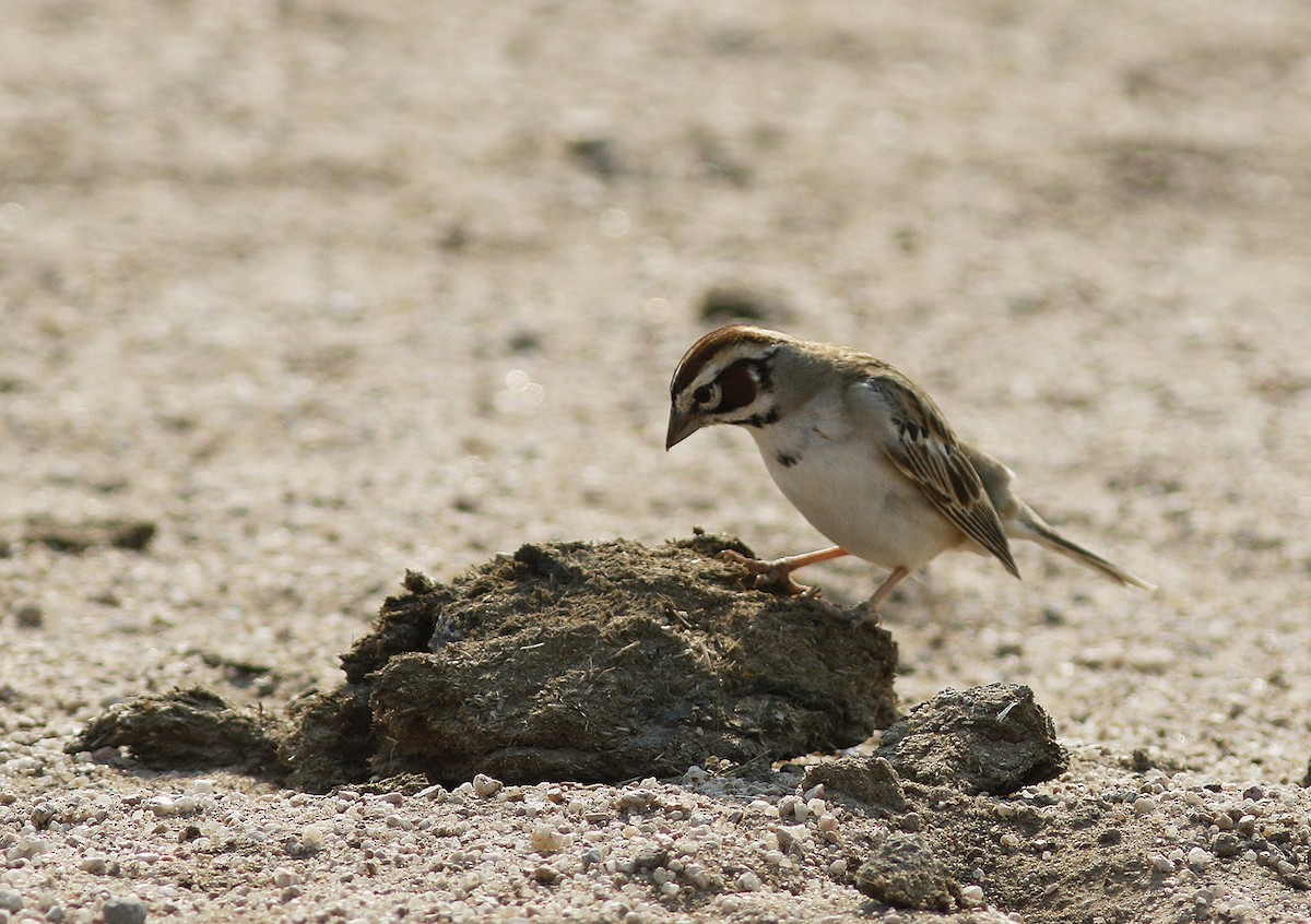 Lark Sparrow - Bill Maynard