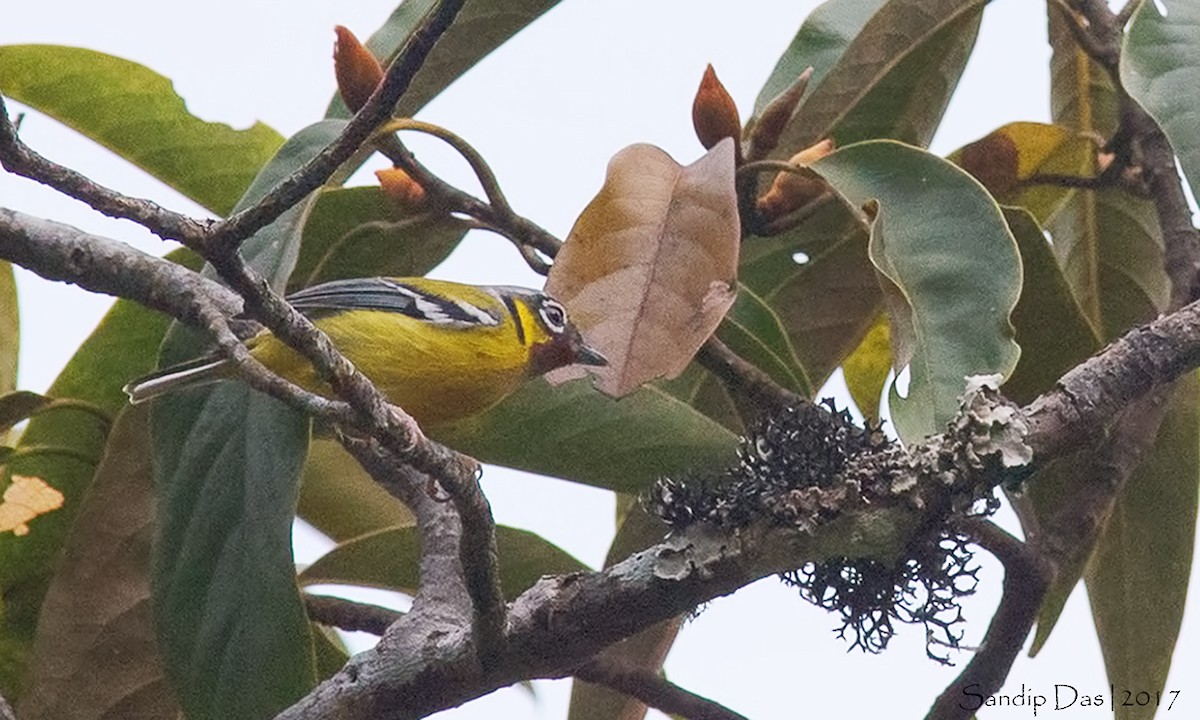 Black-eared Shrike-Babbler - Sandip Das