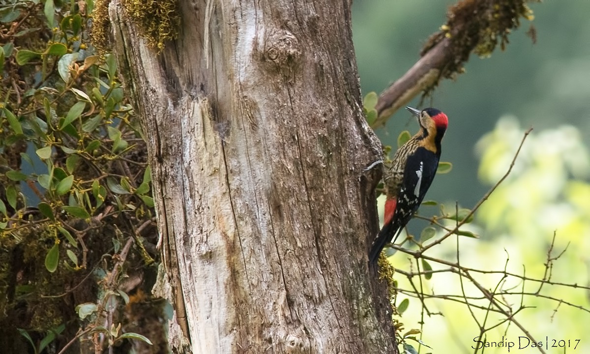 Darjeeling Woodpecker - Sandip Das