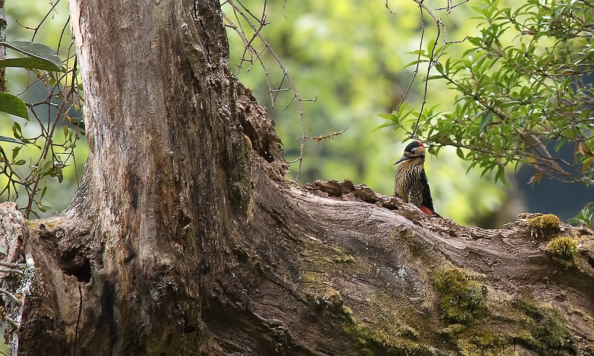 Darjeeling Woodpecker - ML106319571