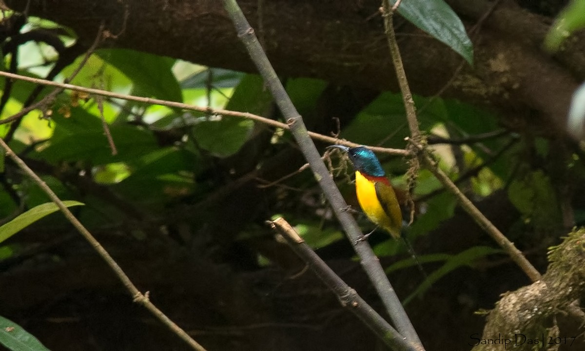Green-tailed Sunbird - Sandip Das