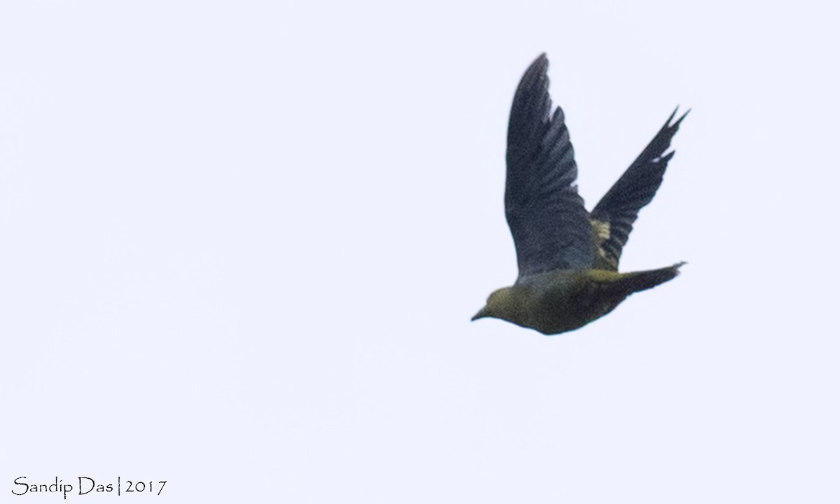 Wedge-tailed Green-Pigeon - Sandip Das