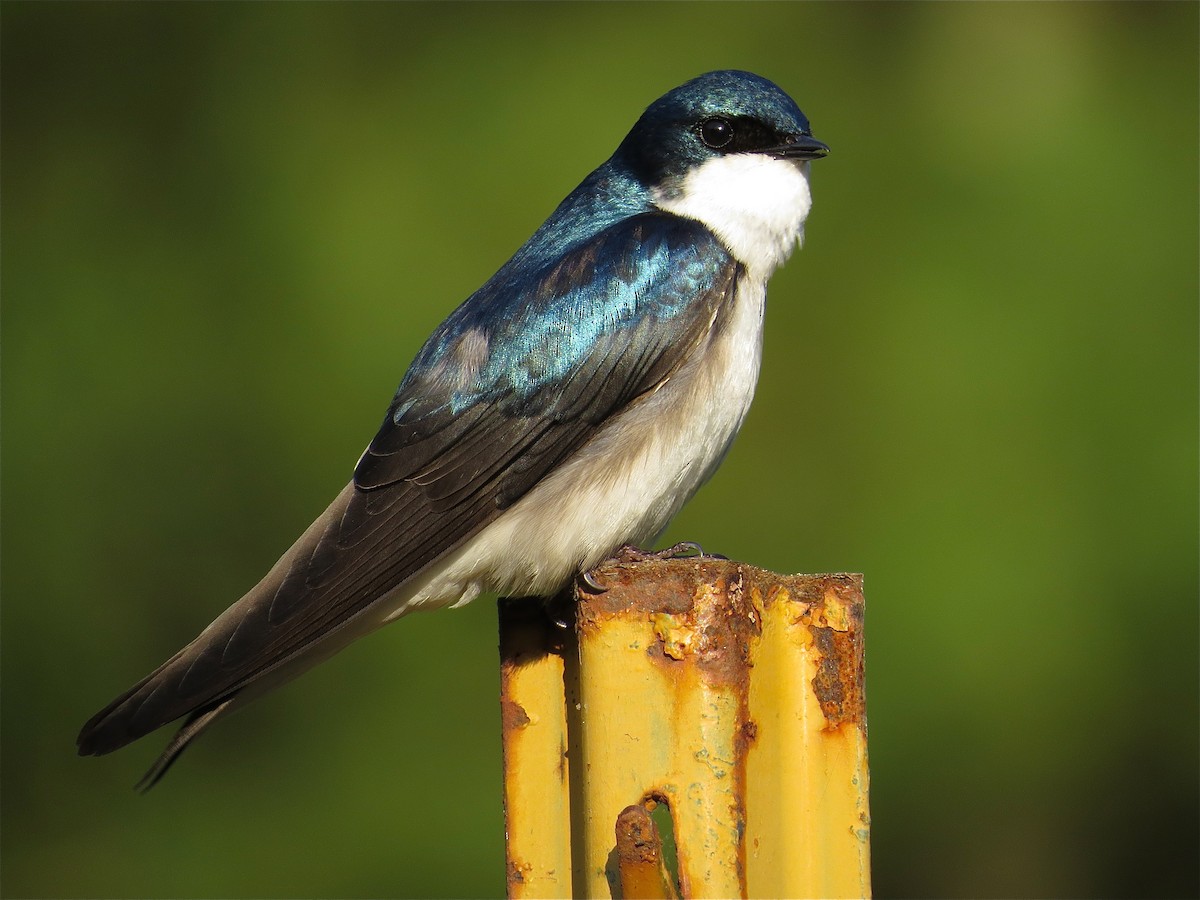 Tree Swallow - Andy Eckerson