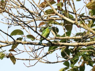  - Yellow-eared Barbet