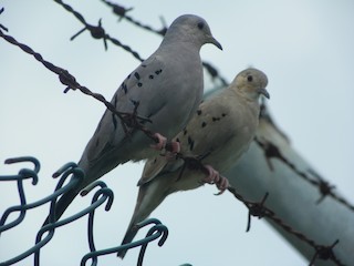 Ecuadorian Ground Dove, ML106324231