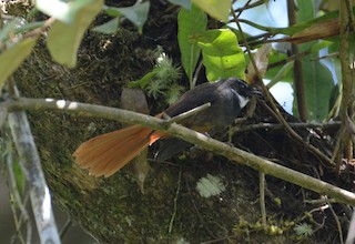  - Rufous-tailed Fantail