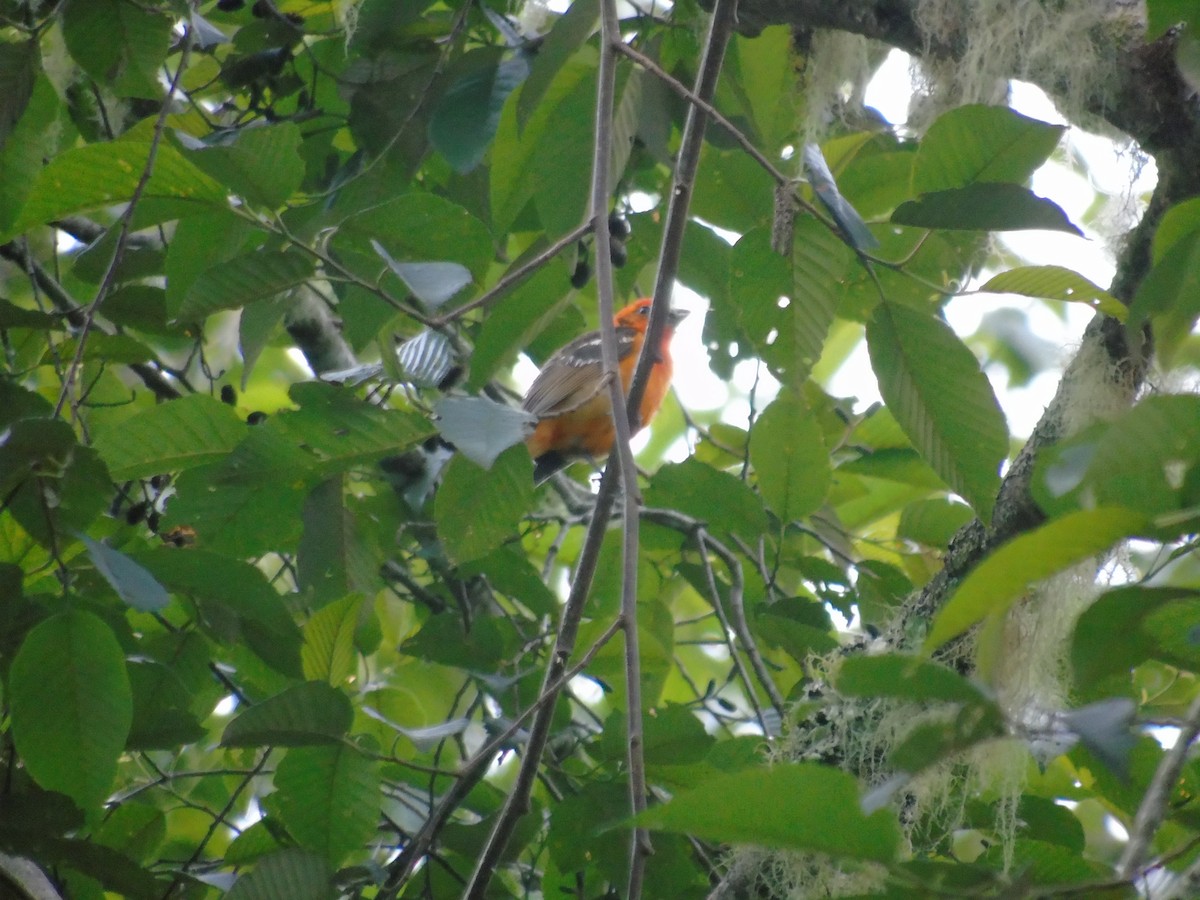 Flame-colored Tanager - Rogers "Caribbean Naturalist" Morales