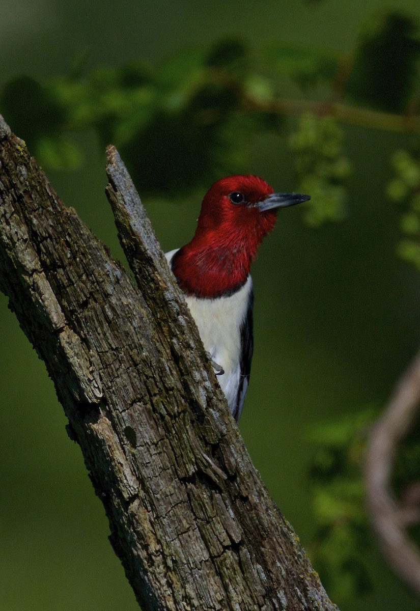 Red-headed Woodpecker - Dave Allen