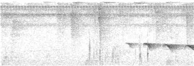 Kurzschwanz-Ameisenvogel - ML106329641