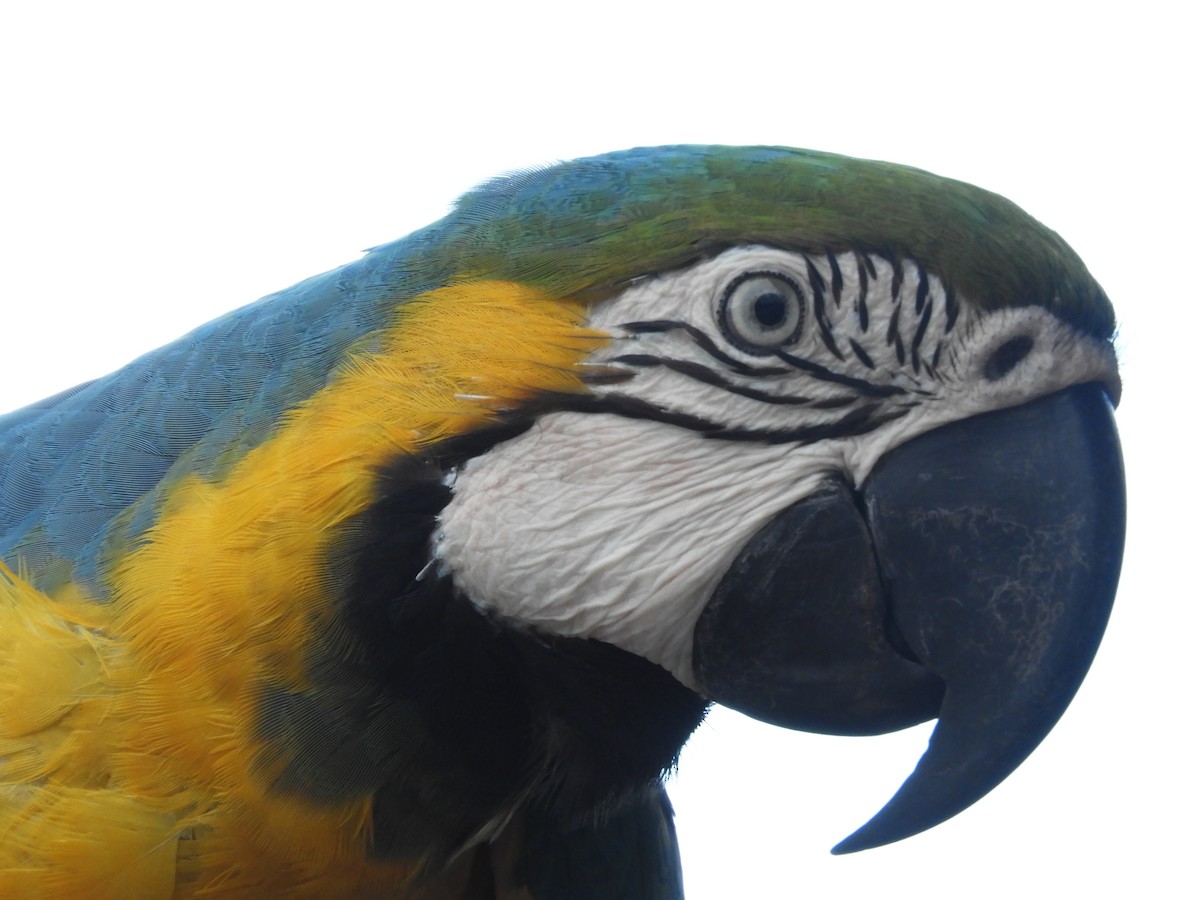 Blue-and-yellow Macaw - Jorge Galván