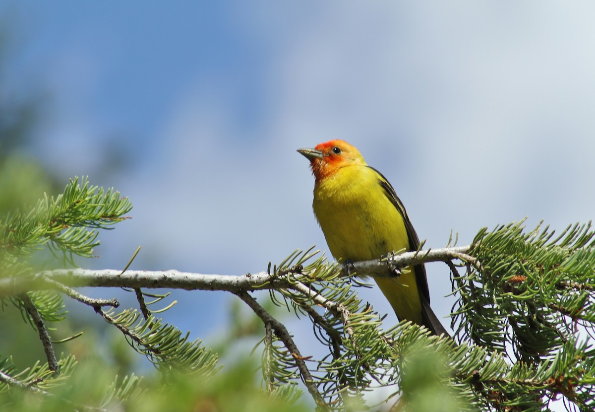 Western Tanager - Jared Peck