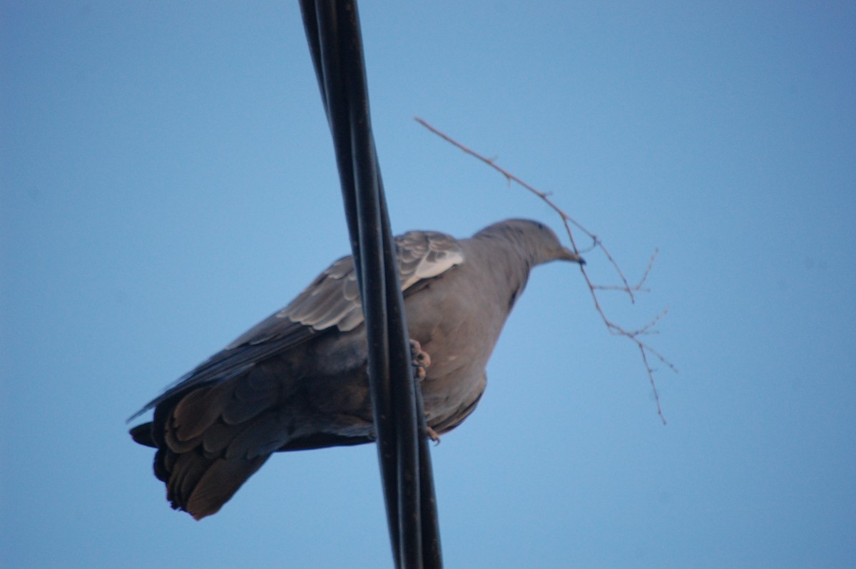 Spot-winged Pigeon - Doug Overacker