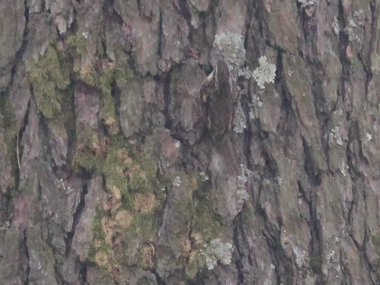 Bar-tailed Treecreeper - ML106337521