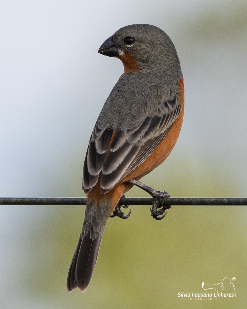 Ruddy-breasted Seedeater - ML106337581