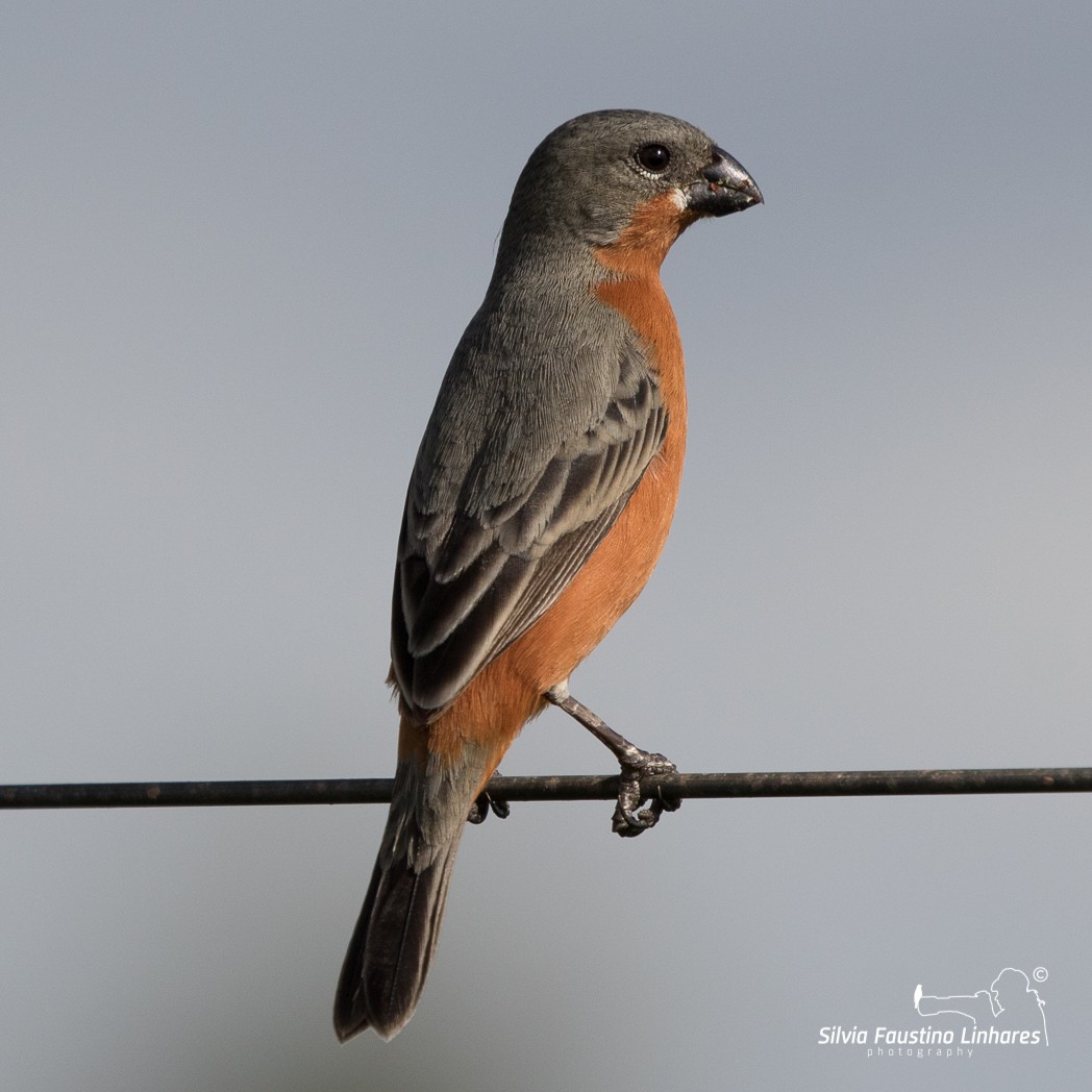Ruddy-breasted Seedeater - Silvia Faustino Linhares