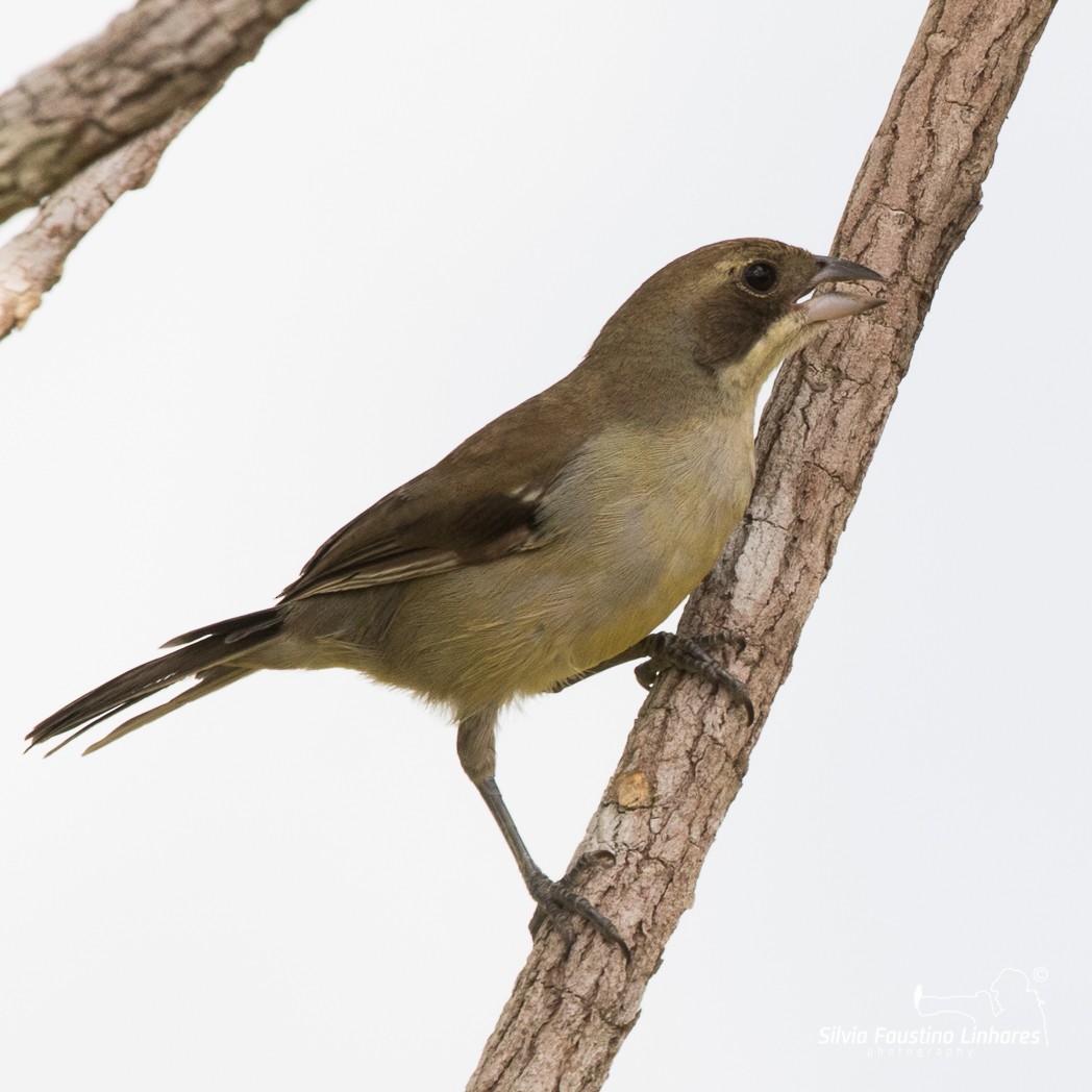 White-banded Tanager - ML106337611