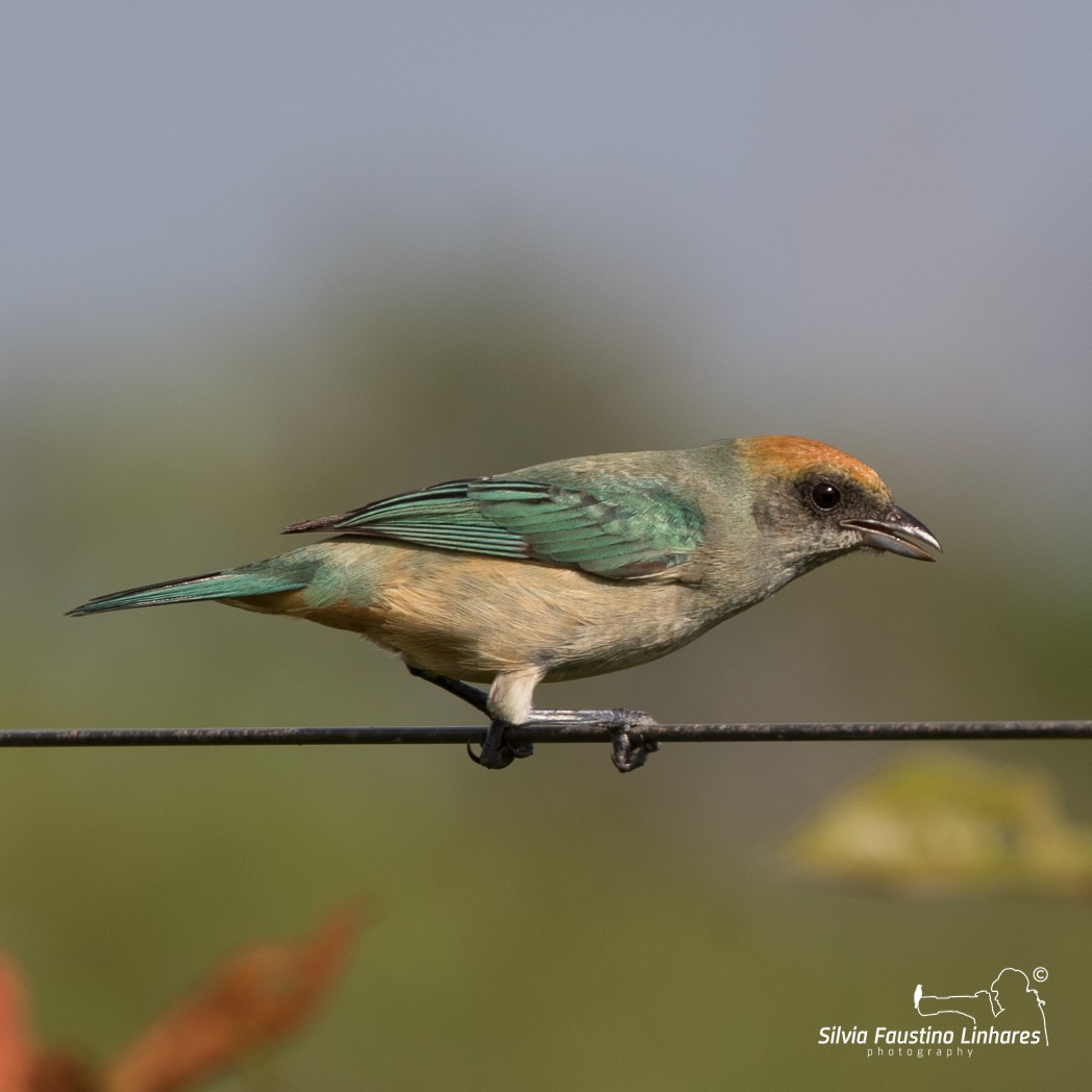 Burnished-buff Tanager - ML106337661