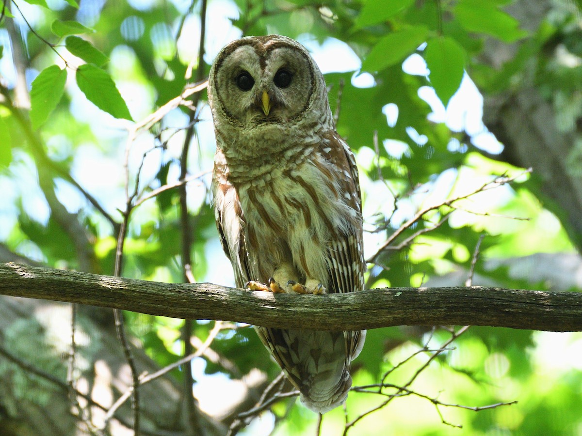 Barred Owl - Hugh Whelan