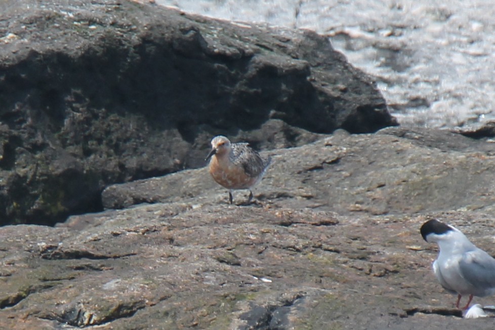 Red Knot - ML106344481