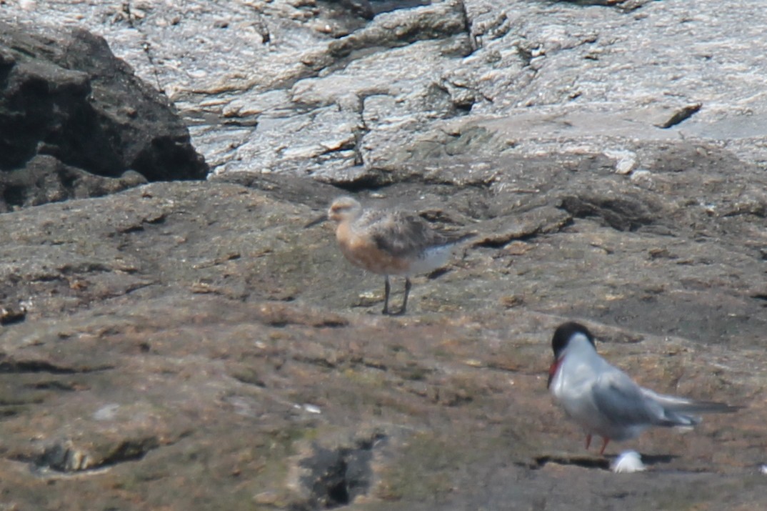 Red Knot - ML106344501