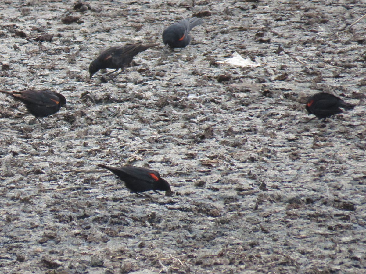 Red-winged Blackbird (California Bicolored) - ML106345671