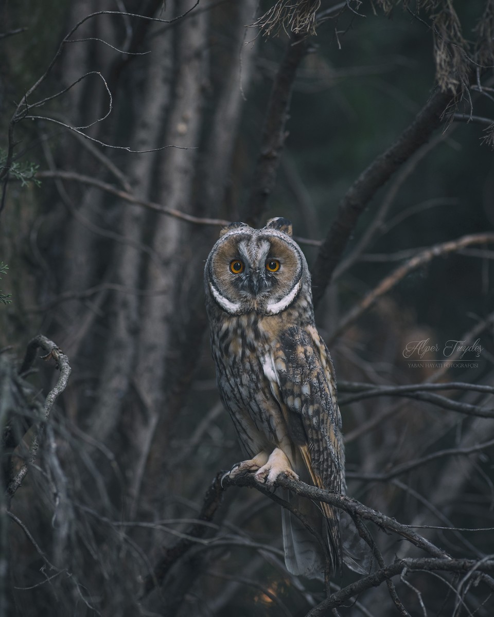Long-eared Owl - ML106348111
