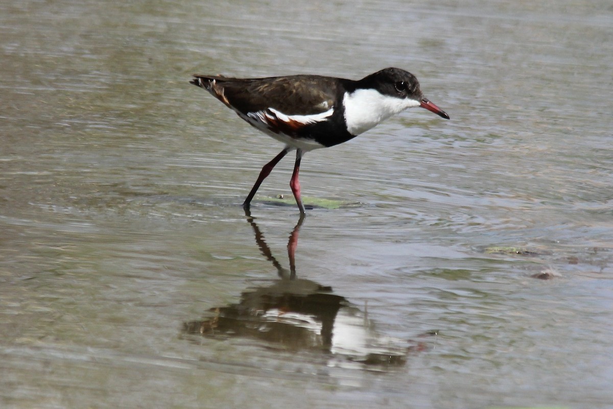 Red-kneed Dotterel - Doug Herrington || Birdwatching Tropical Australia Tours