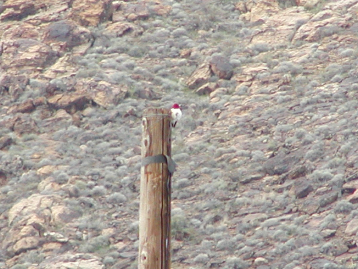 Red-headed Woodpecker - ML106354091