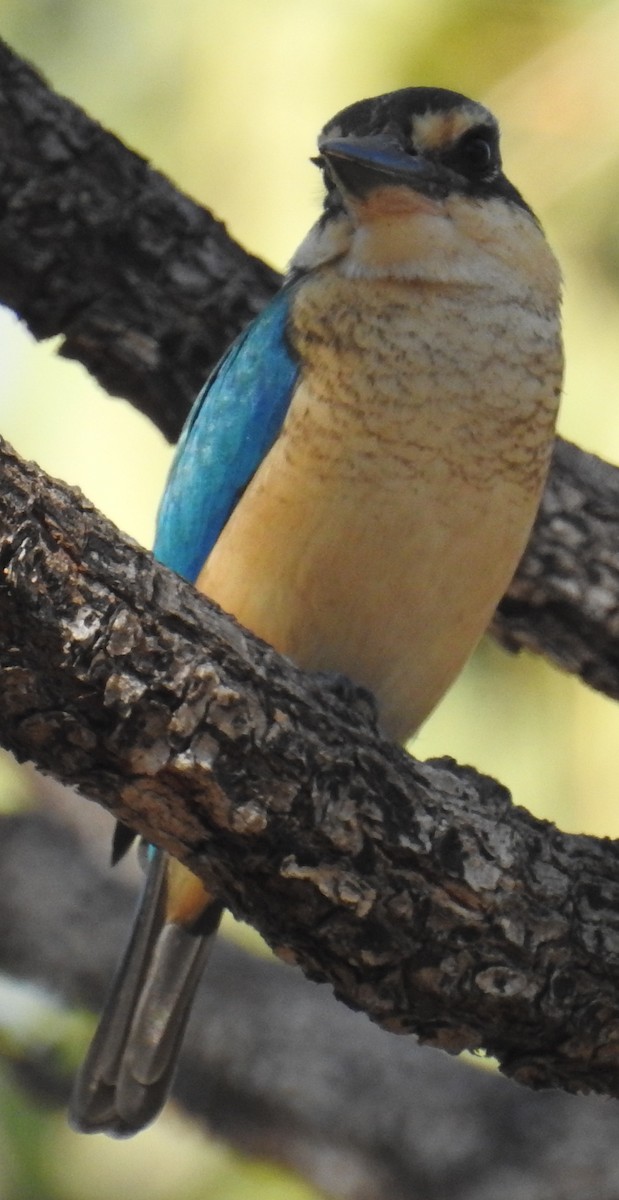 Sacred Kingfisher (Australasian) - ML106357361