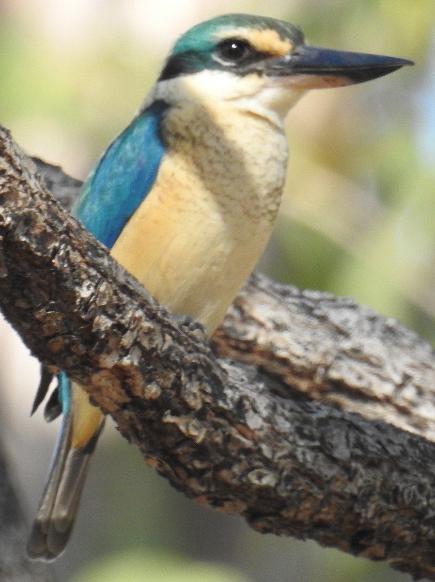 Sacred Kingfisher (Australasian) - ML106357381