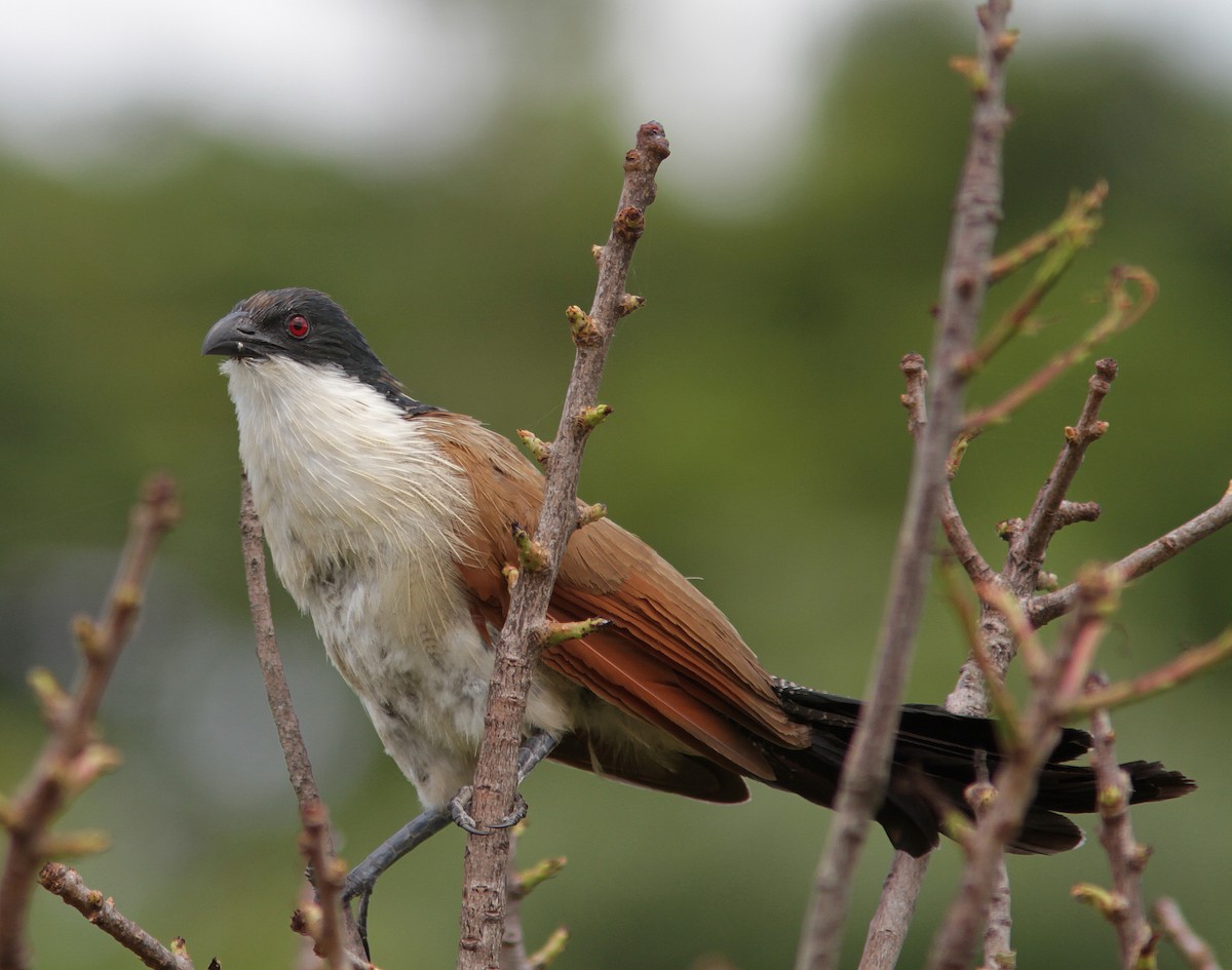 White-browed Coucal - ML106360241