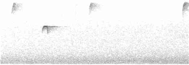 Kurzschwanz-Dickichtschlüpfer - ML106360681