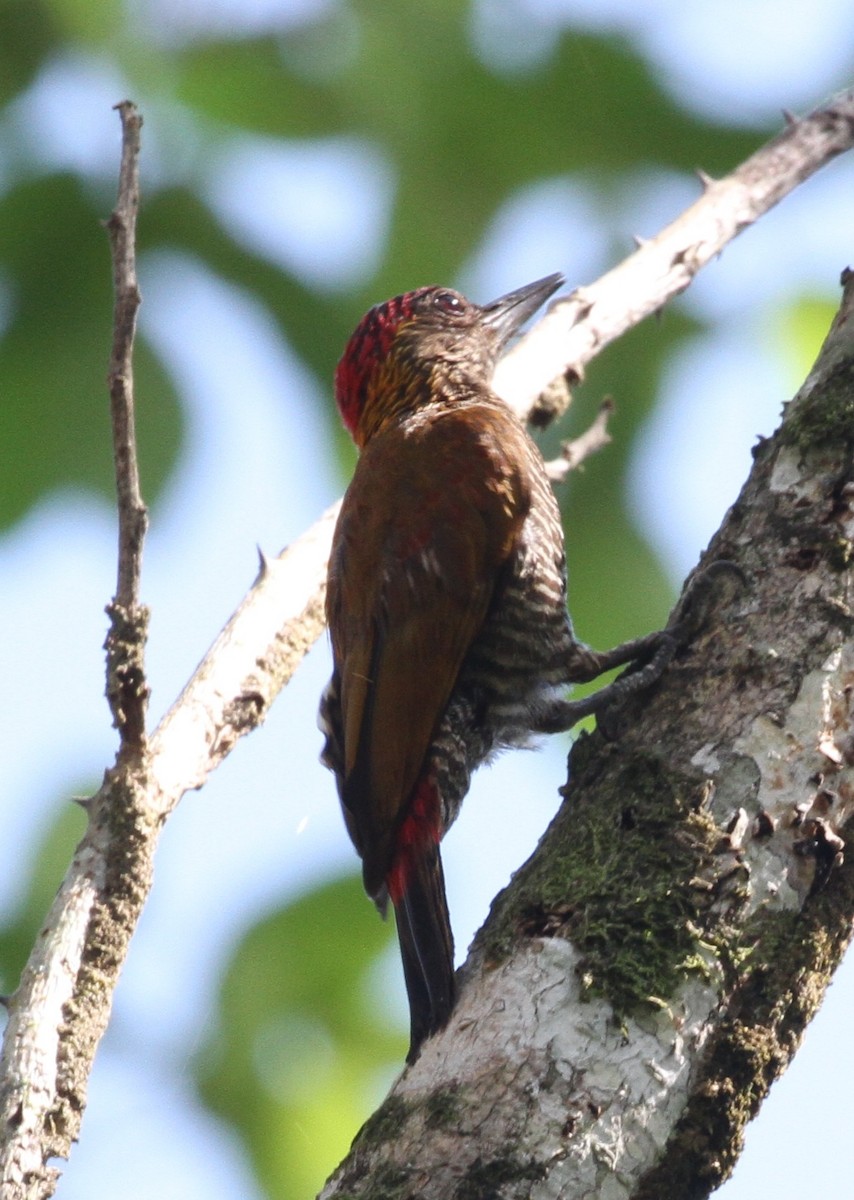 Red-rumped Woodpecker - ML106362311