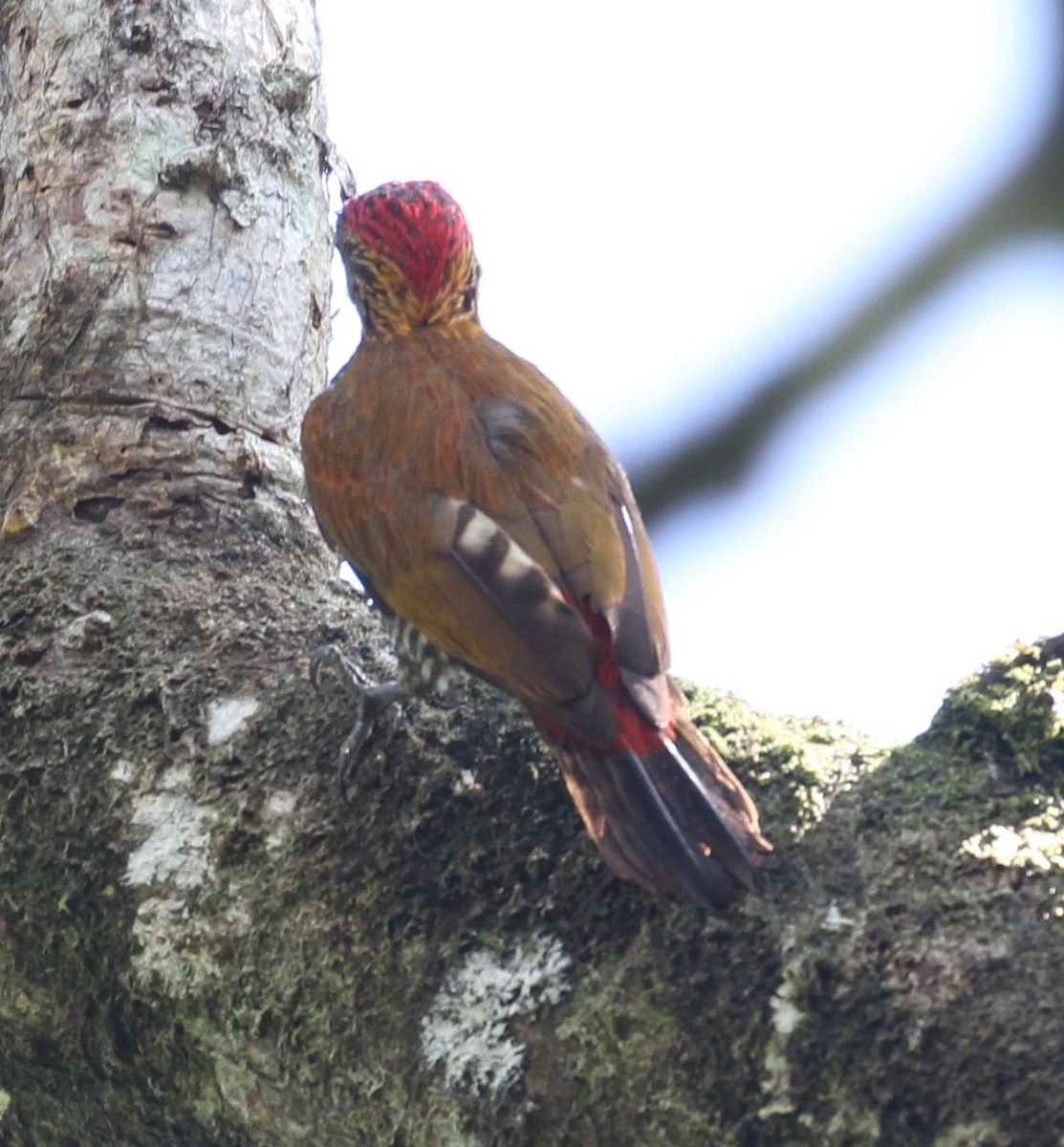 Red-rumped Woodpecker - ML106362361