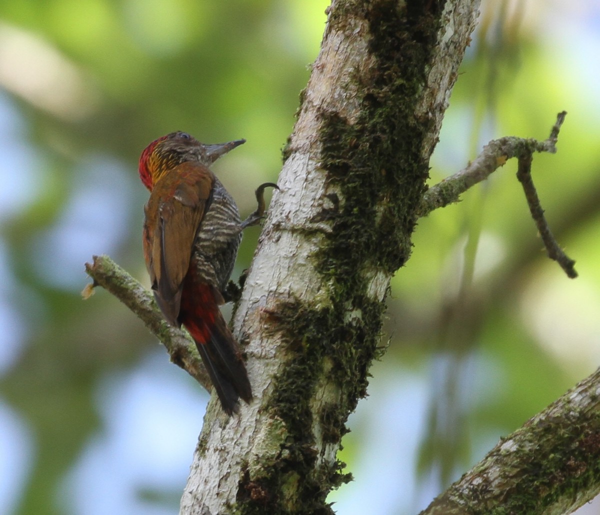 Red-rumped Woodpecker - Don Coons