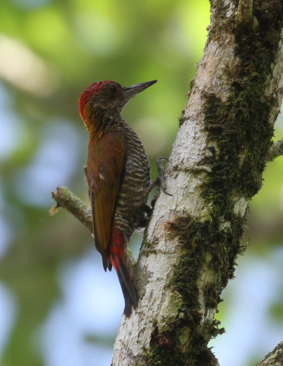 Red-rumped Woodpecker - ML106362591